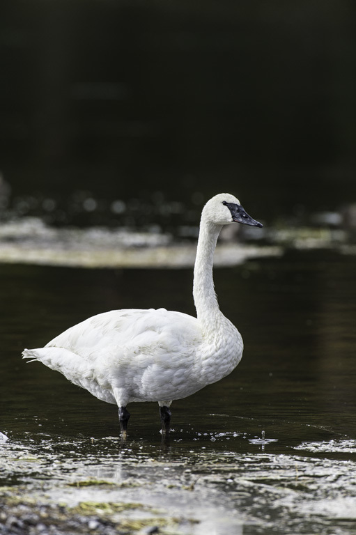 Image of Trumpeter Swan