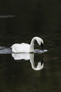 Image of Trumpeter Swan