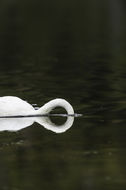 Image of Trumpeter Swan