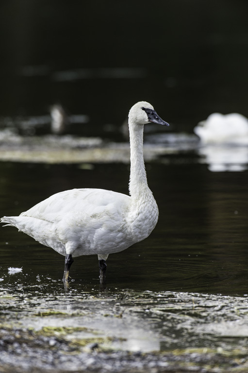 Image of Trumpeter Swan