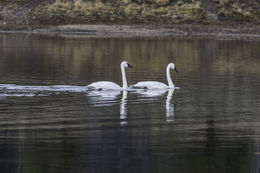 Image of Trumpeter Swan