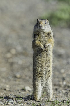 Image of Uinta ground squirrel