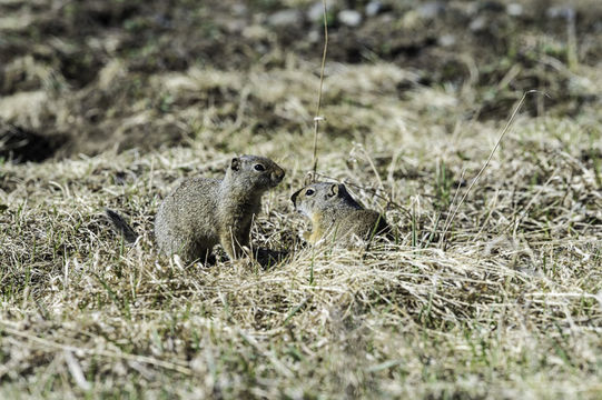 Imagem de Urocitellus armatus (Kennicott 1863)