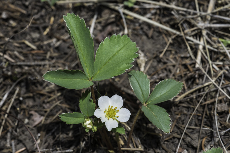 Image of Virginia strawberry