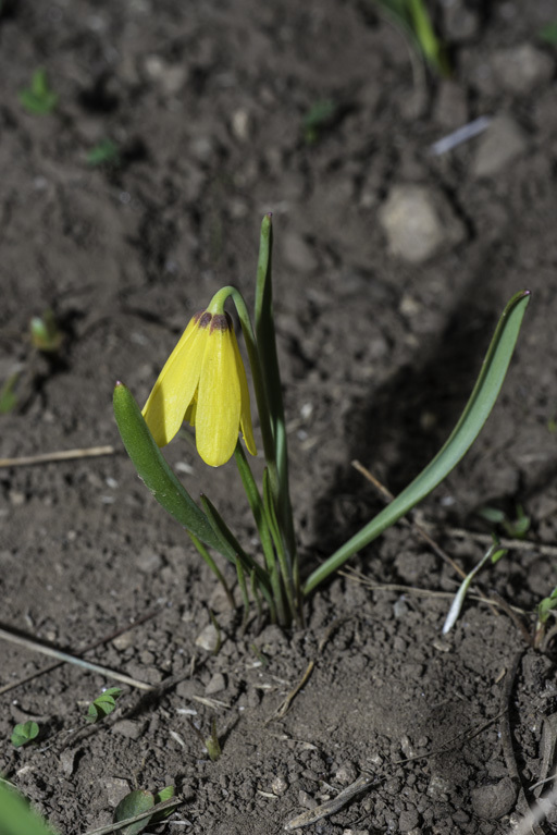 Image of Yellow Bell