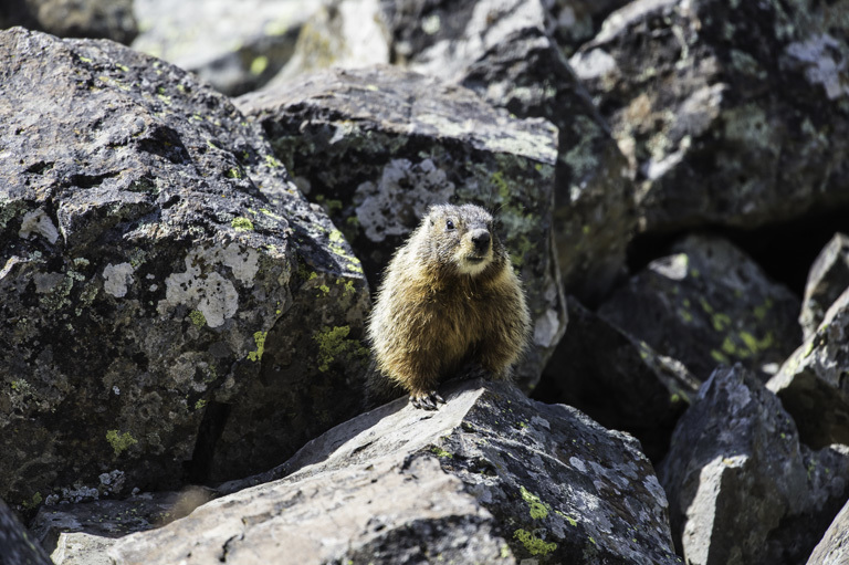 Image of Yellow-bellied Marmot