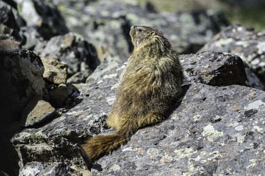 Image of Yellow-bellied Marmot