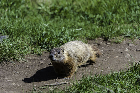 Image of Yellow-bellied Marmot