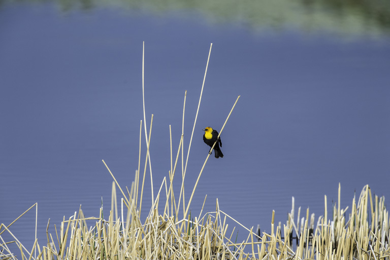 Image of Yellow-headed Blackbird