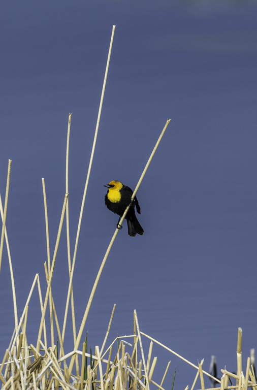 Image of Yellow-headed Blackbird