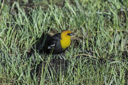 Image of Yellow-headed Blackbird