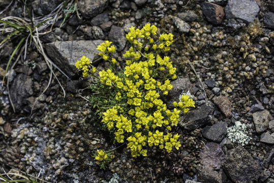 Image of fewseed draba