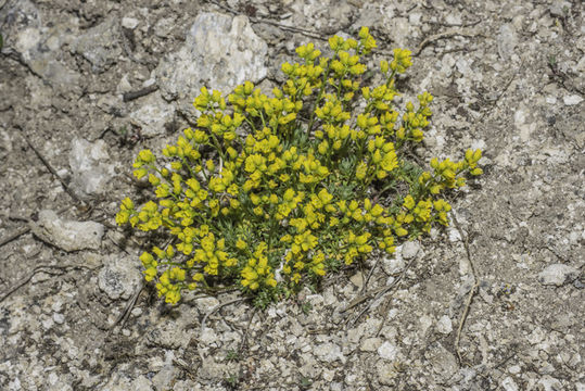 Image of fewseed draba