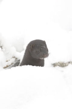 Image of American Mink