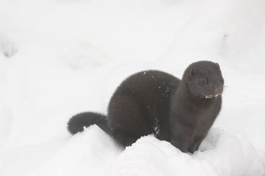 Image of American Mink