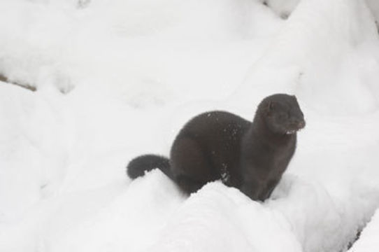 Image of American Mink