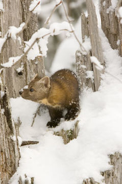 Image of American Marten