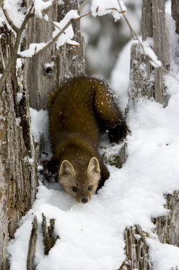 Image of American Marten