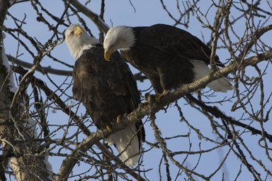 Imagem de Haliaeetus leucocephalus (Linnaeus 1766)