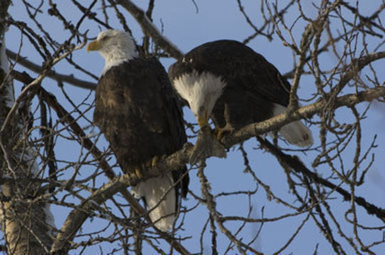 Imagem de Haliaeetus leucocephalus (Linnaeus 1766)