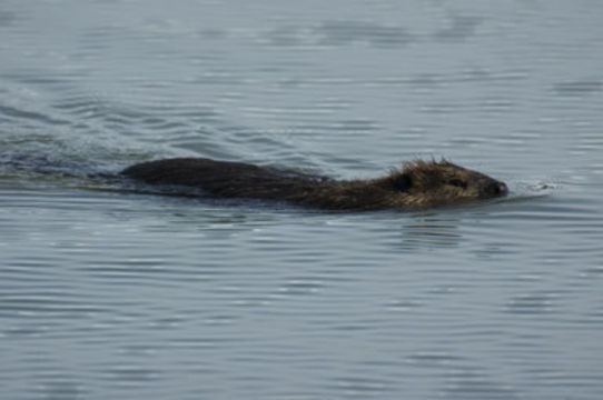 Image of American Beaver