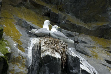 Imagem de Gaivota-tridáctila