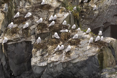 Imagem de Gaivota-tridáctila