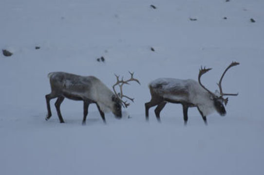 Image of Reindeer