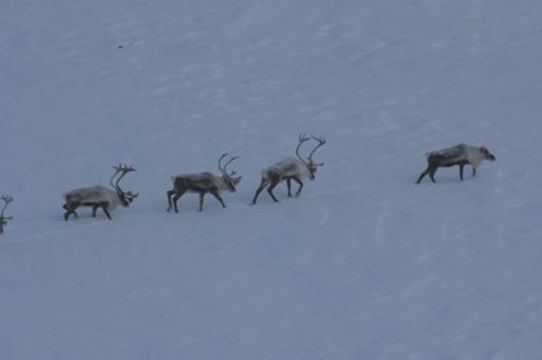 Image of Reindeer