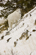 Image de Mouflon de Dall