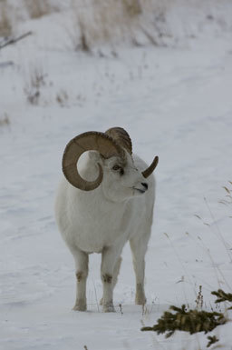 Image de Mouflon de Dall