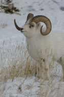 Image de Mouflon de Dall