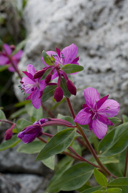 Image of dwarf fireweed