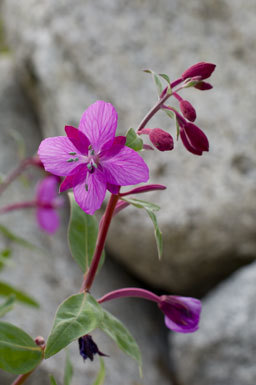 Image of dwarf fireweed