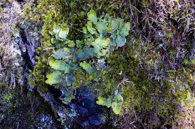 Image of felt lichen