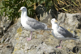 Imagem de Larus glaucescens Naumann & JF 1840