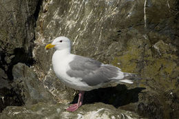 Imagem de Larus glaucescens Naumann & JF 1840