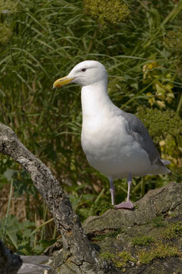 Imagem de Larus glaucescens Naumann & JF 1840