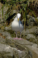 Image of Glaucous-winged Gull