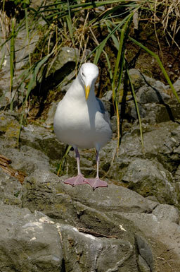 Imagem de Larus glaucescens Naumann & JF 1840