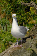 Imagem de Larus glaucescens Naumann & JF 1840