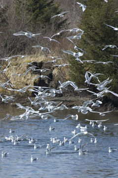 Image of Glaucous-winged Gull