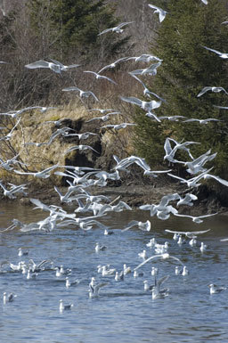 Imagem de Larus glaucescens Naumann & JF 1840