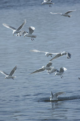 Imagem de Larus glaucescens Naumann & JF 1840