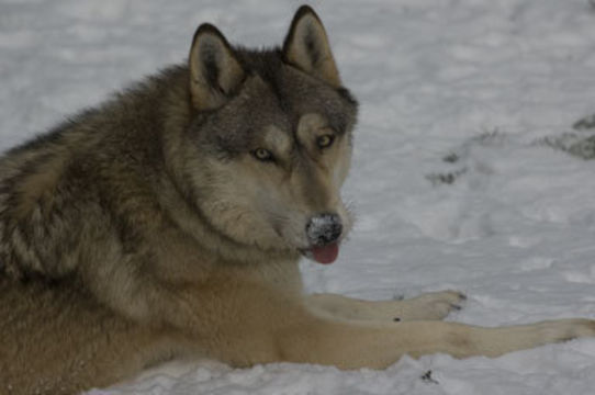 Image of gray wolf