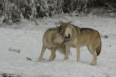 Image of gray wolf