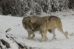 Image of gray wolf