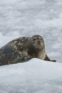 Image of common seal, harbour seal