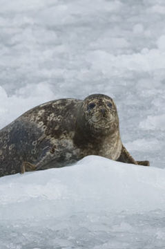 Image of common seal, harbour seal