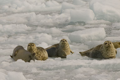 Image of common seal, harbour seal